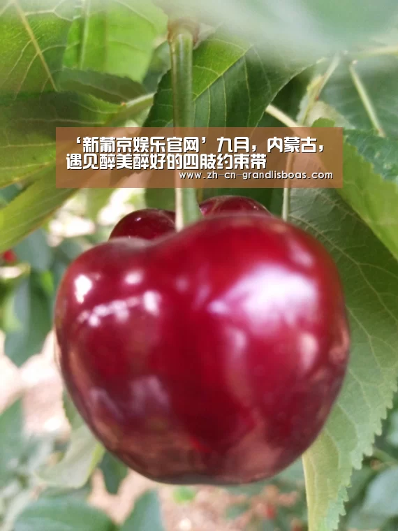 ‘新葡京娱乐官网’九月,内蒙古,遇见醉美醉好的四肢约束带(图1) 新葡京娱乐官网